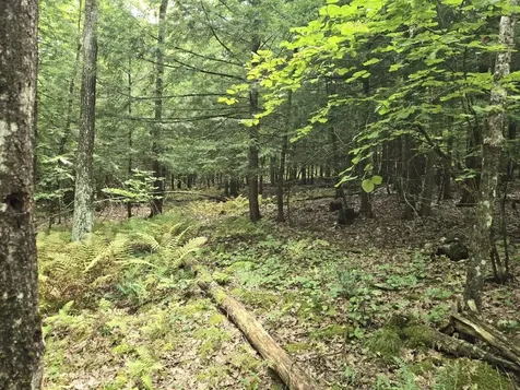 Crotty Drive Rockingham VT 05101