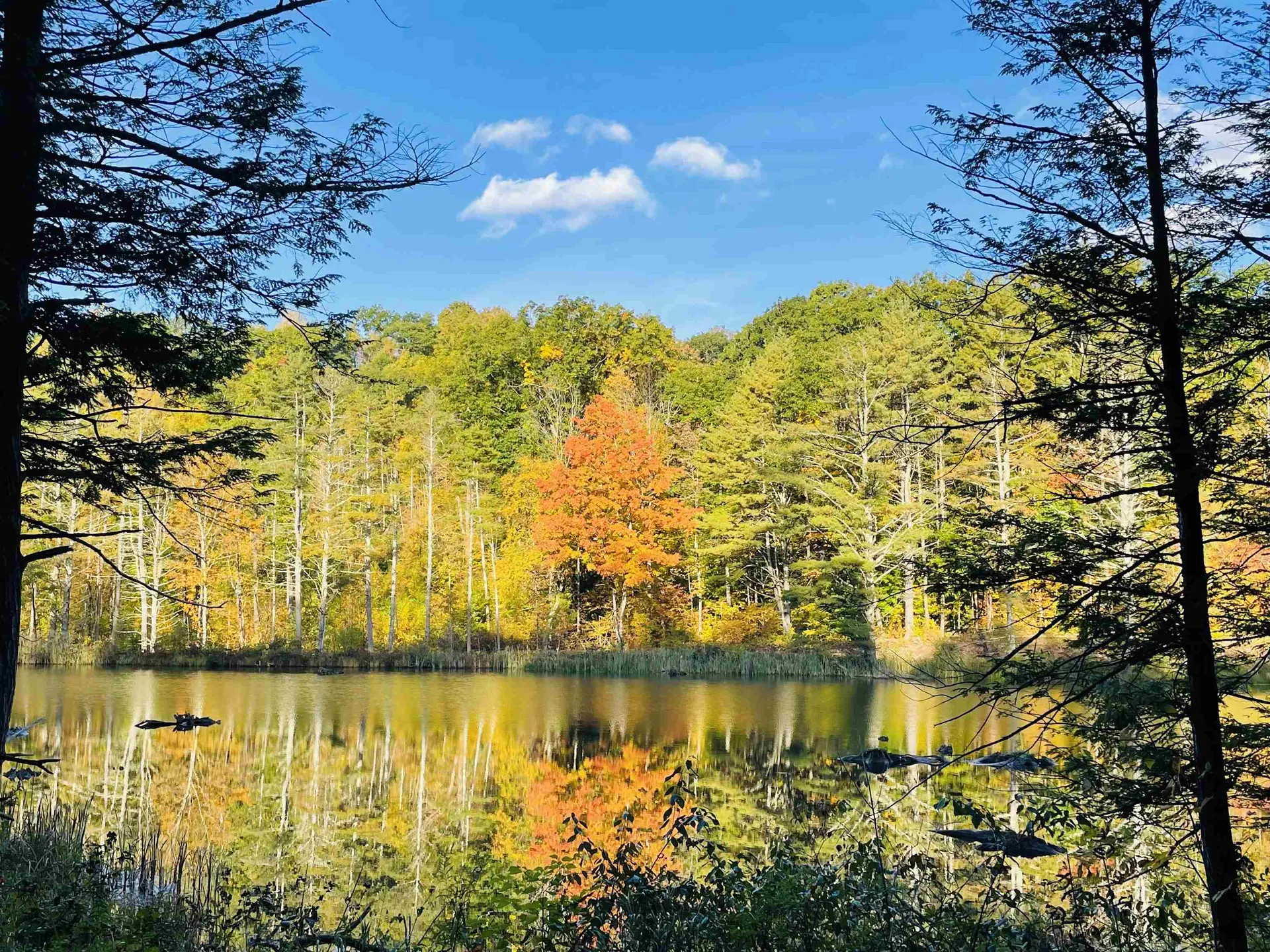 1260 Cider Mill Road Shaftsbury VT 05262