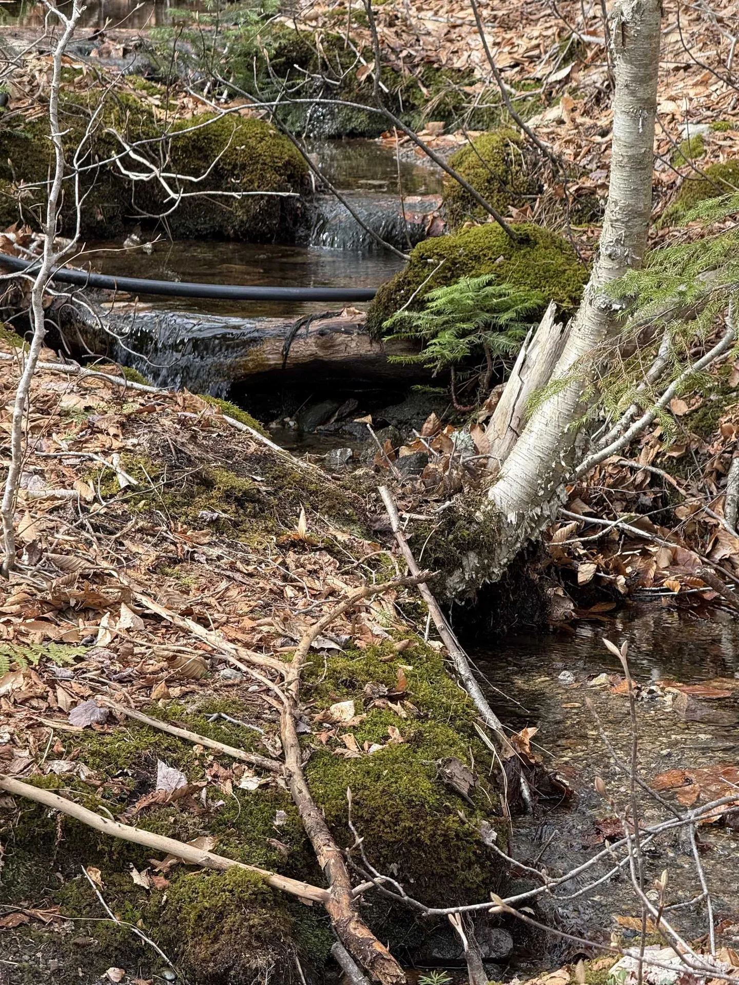 347 Hickory Road Woodford VT 05201