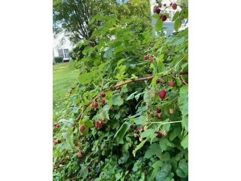 77 River Street Milton VT 05468