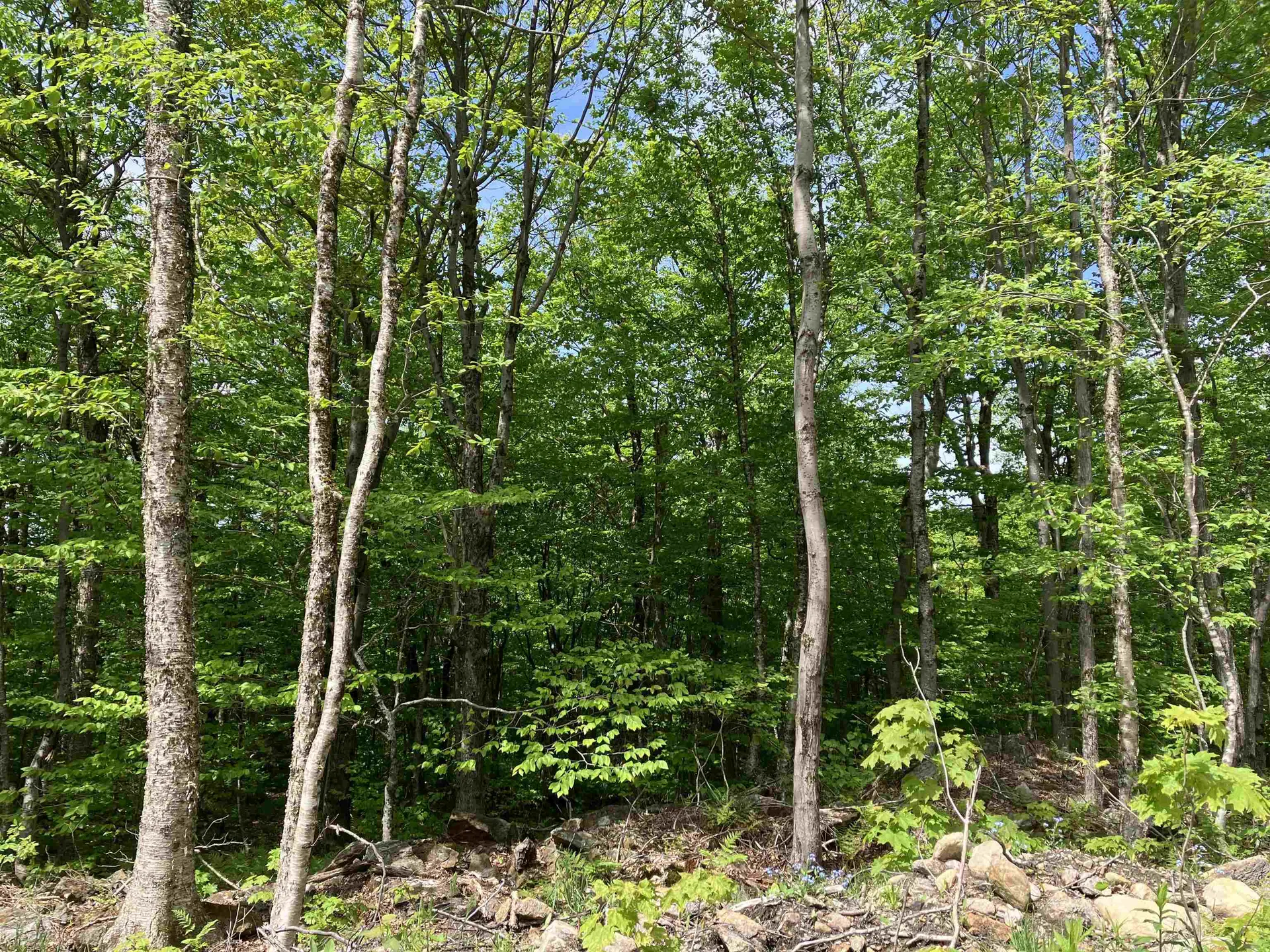 402 Fox Mt. Road Wilmington VT 05363