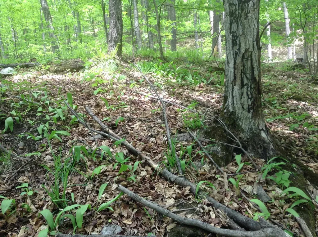 475 Threshold Way Corinth VT 05039