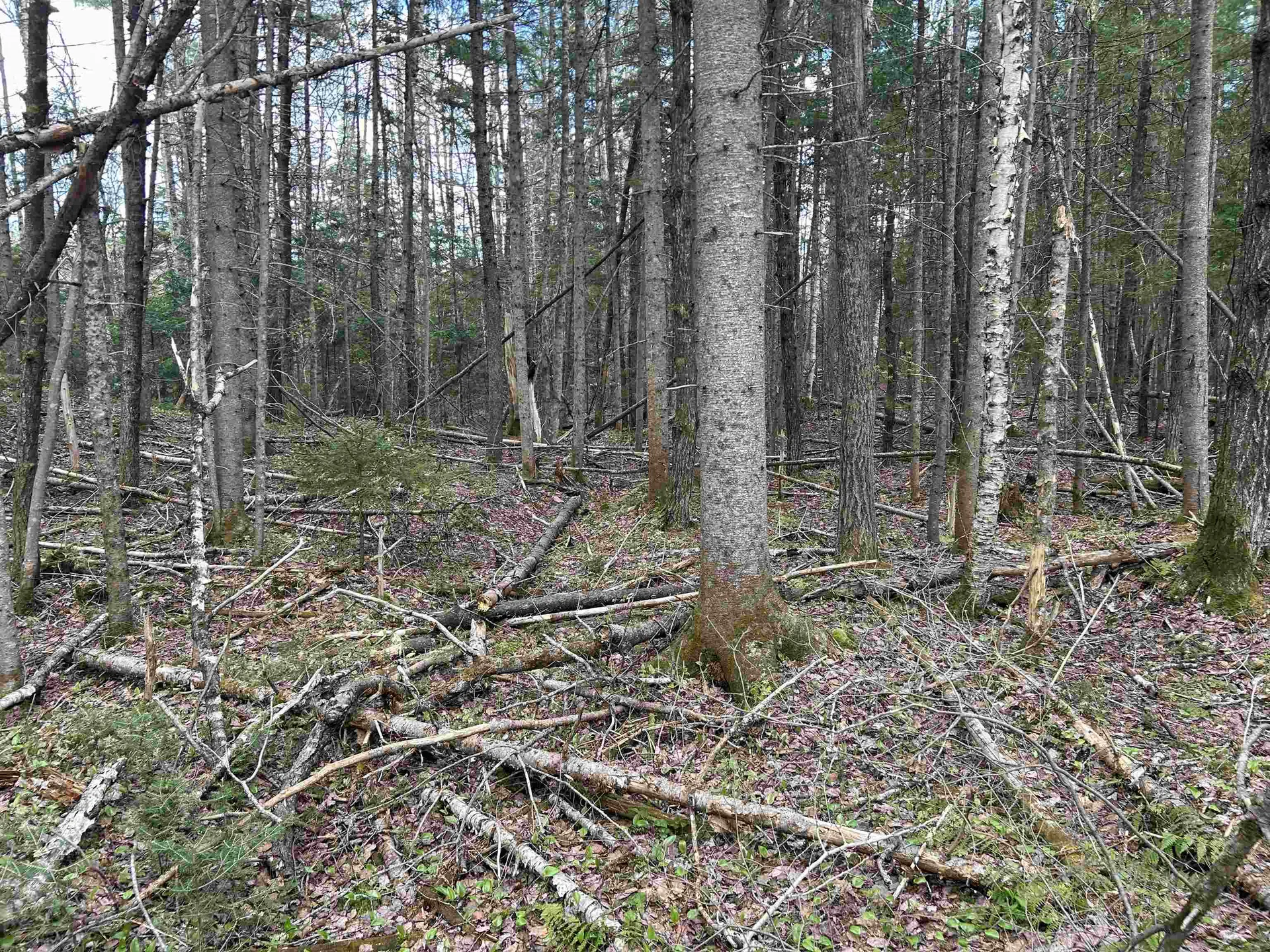00 Boynton Road Londonderry VT 05148