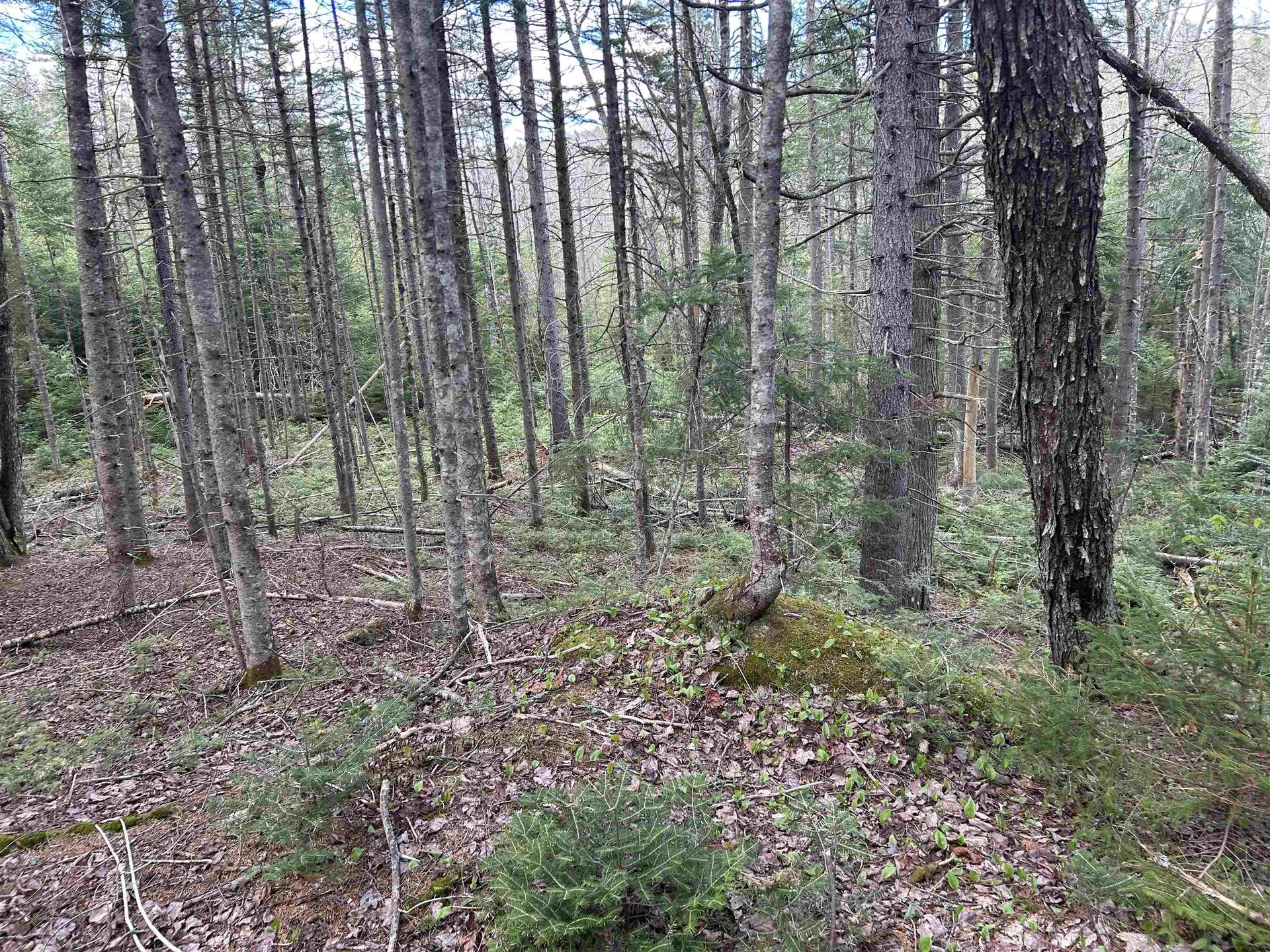 00 Boynton Road Londonderry VT 05148