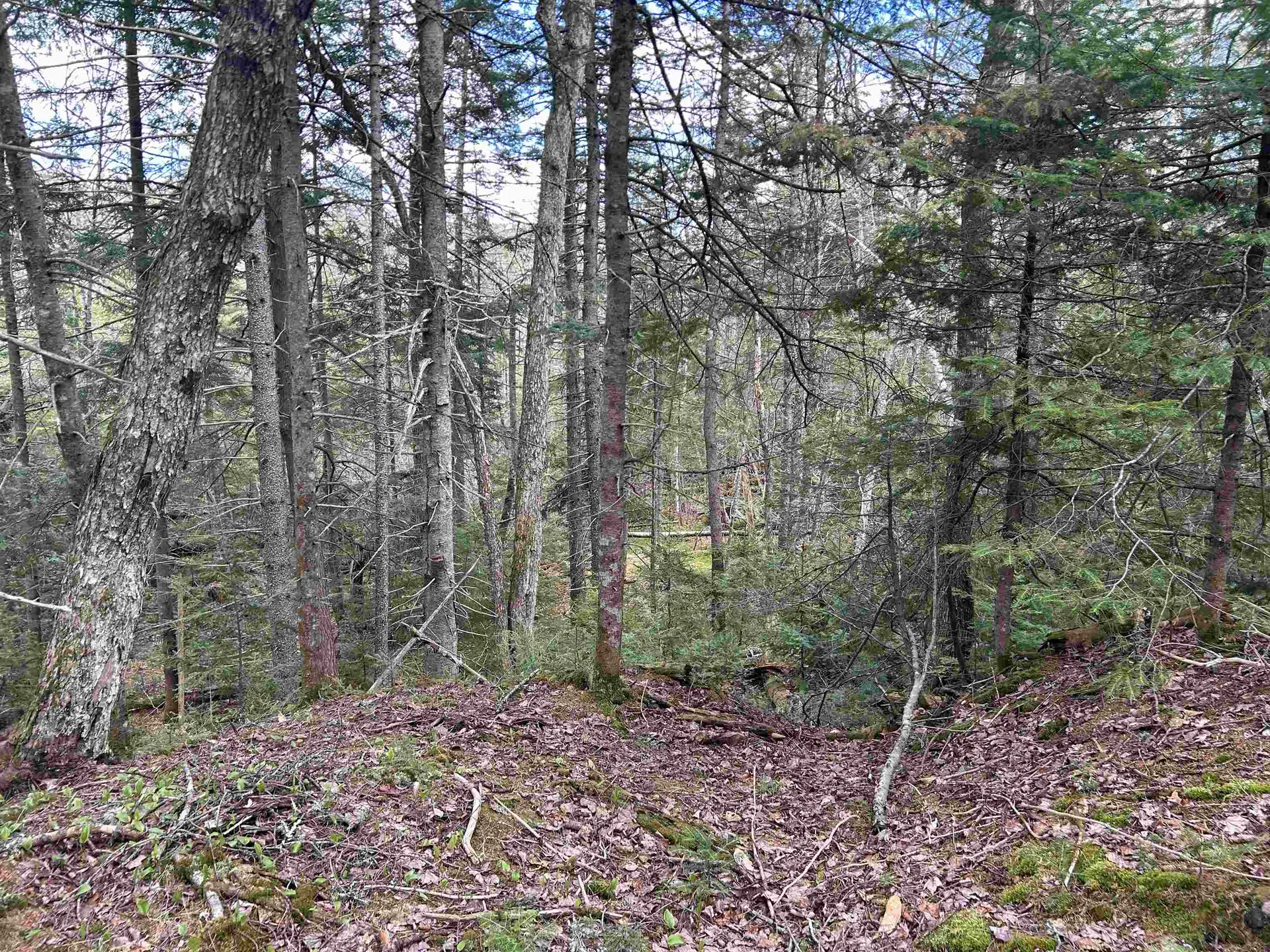 00 Boynton Road Londonderry VT 05148