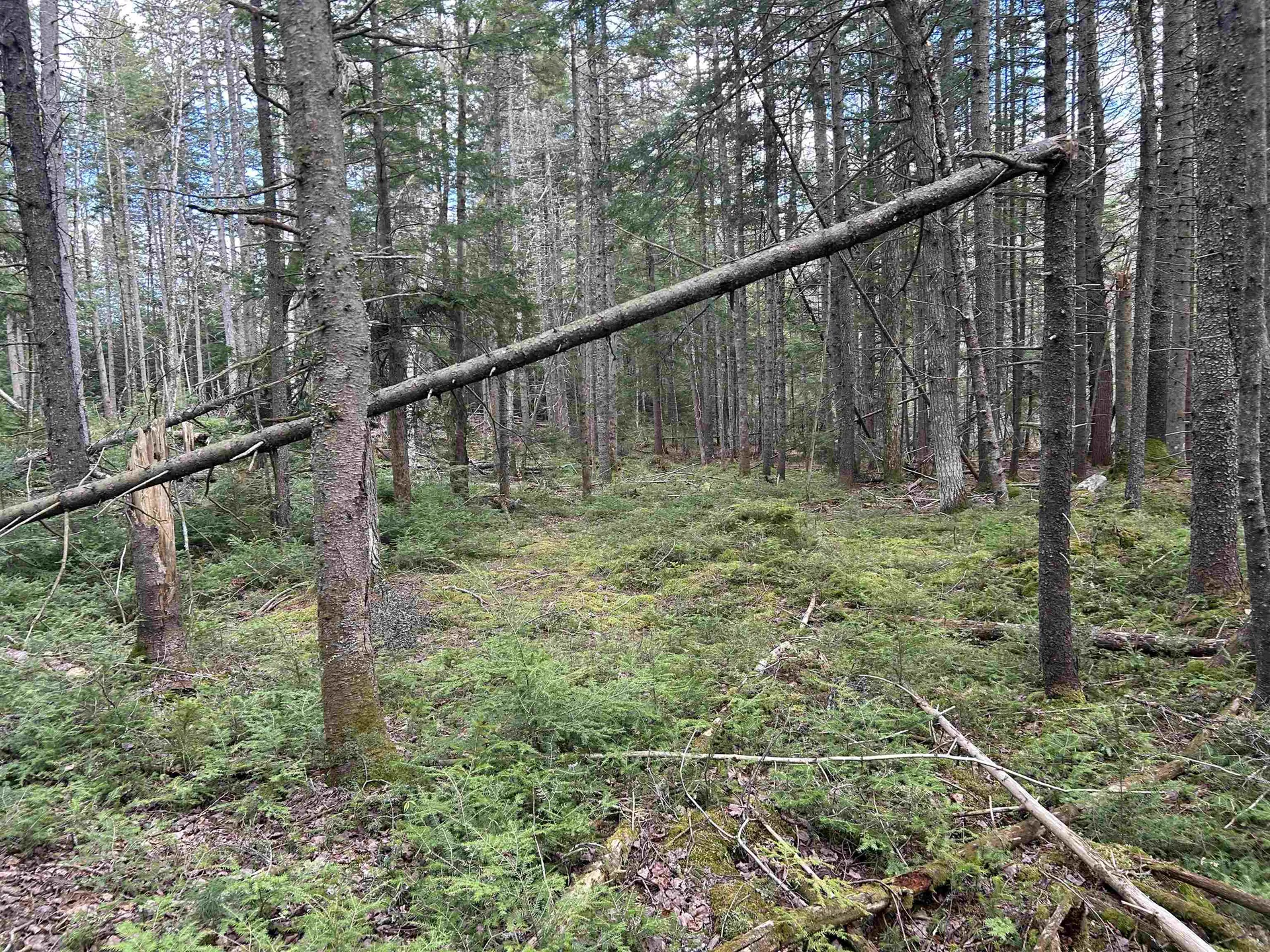 00 Boynton Road Londonderry VT 05148