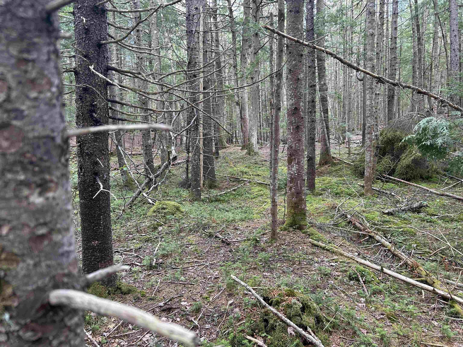 00 Boynton Road Londonderry VT 05148