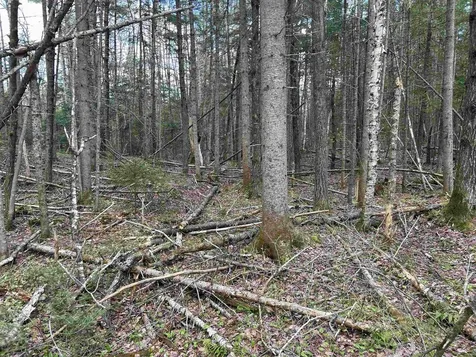00 Boynton Road Londonderry VT 05148