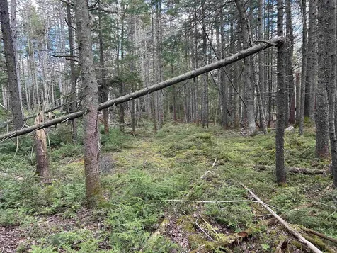 00 Boynton Road Londonderry VT 05148