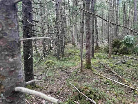 00 Boynton Road Londonderry VT 05148