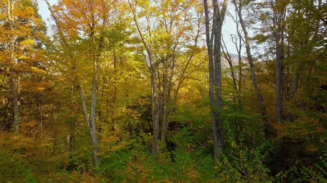 463 Old Talc Mine Road Waitsfield VT 05676