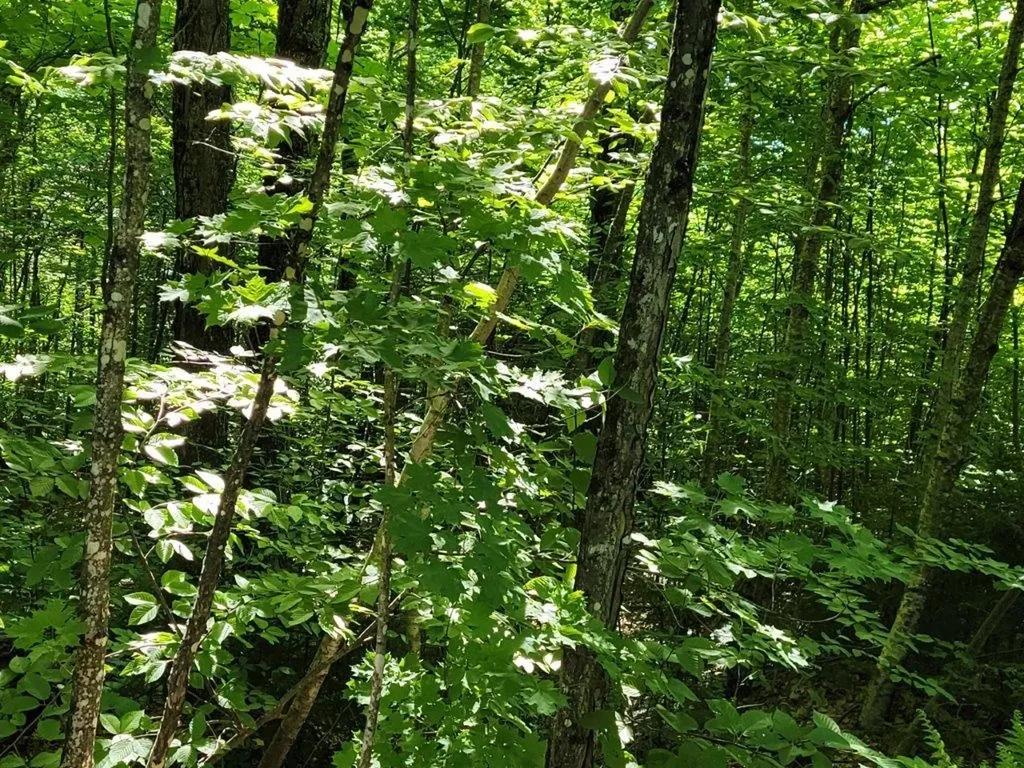 Lot 26 Presidential View Lane Bethlehem NH 03574