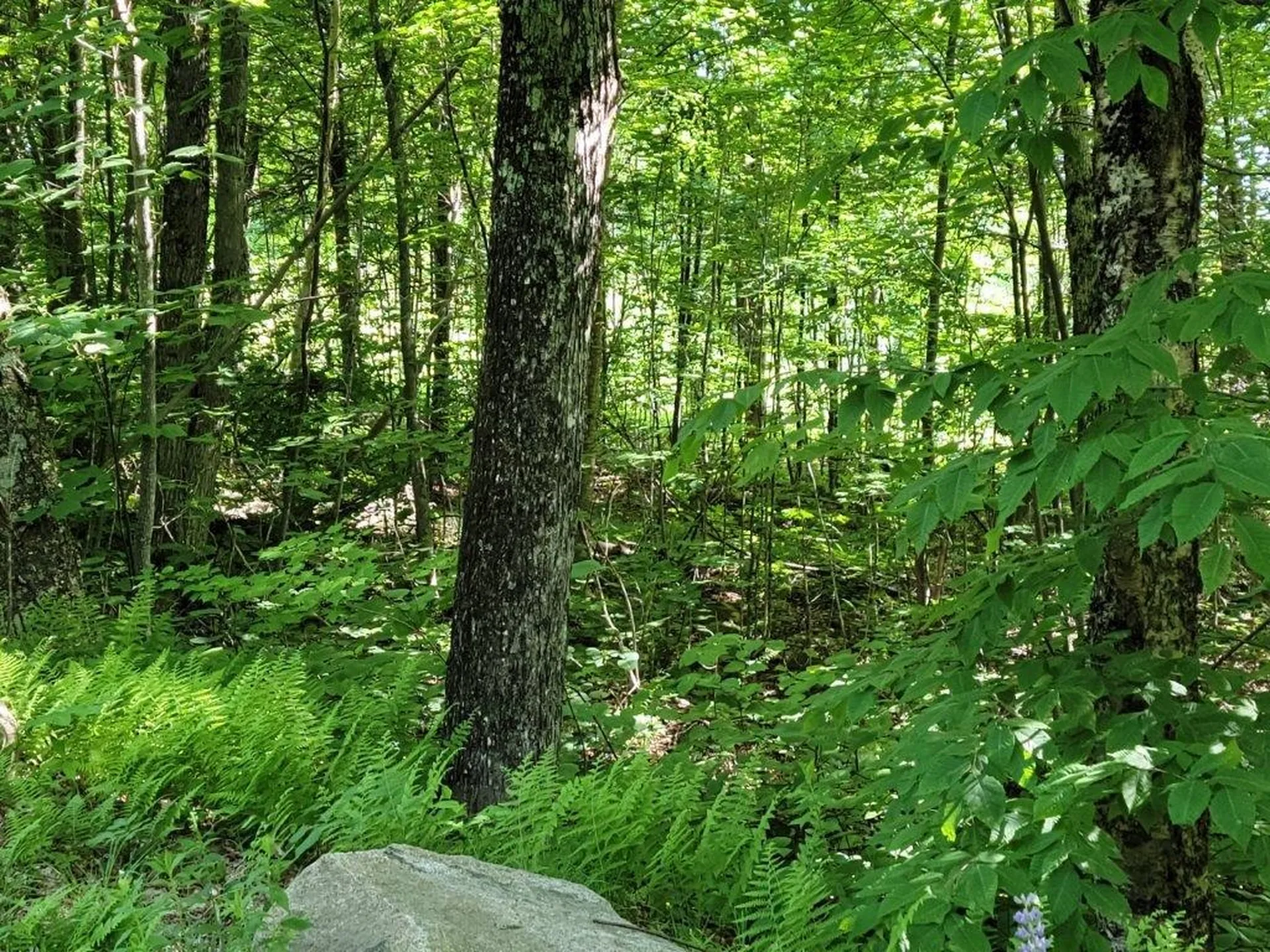 Lot 26 Presidential View Lane Bethlehem NH 03574