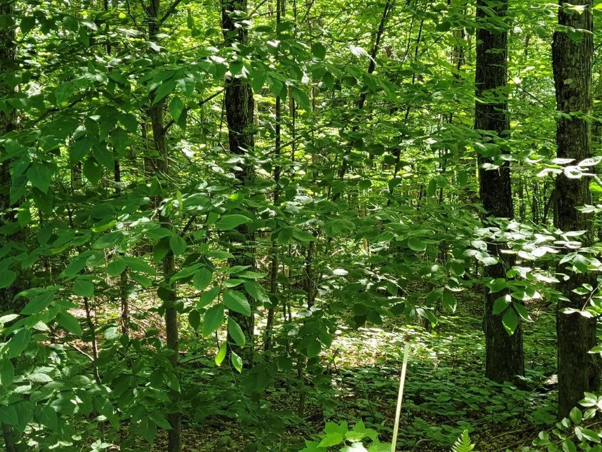 Lot 26 Presidential View Lane Bethlehem NH 03574