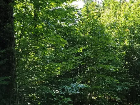 Lot 26 Presidential View Lane Bethlehem NH 03574