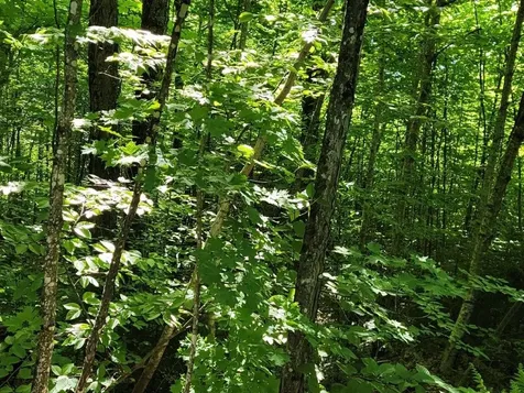 Lot 26 Presidential View Lane Bethlehem NH 03574