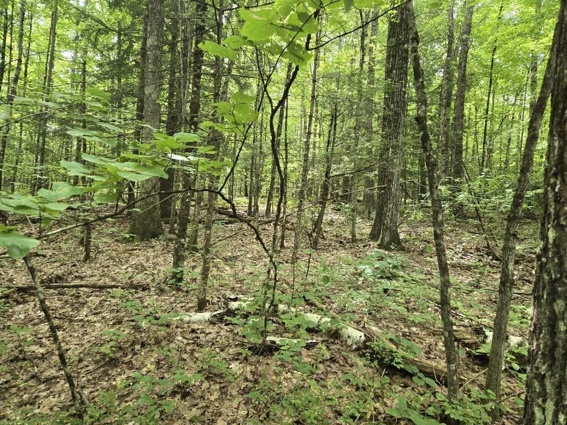 Crotty Drive Rockingham VT 05301