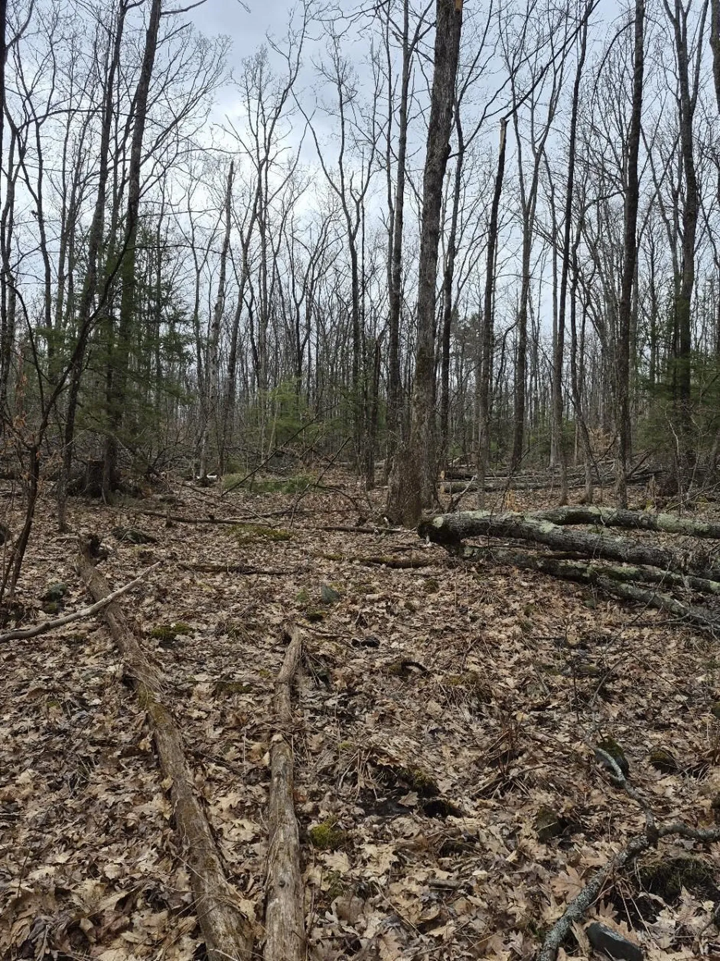 Crotty Drive Rockingham VT 05301