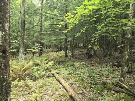 Crotty Drive Rockingham VT 05301