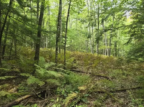 Crotty Drive Rockingham VT 05301