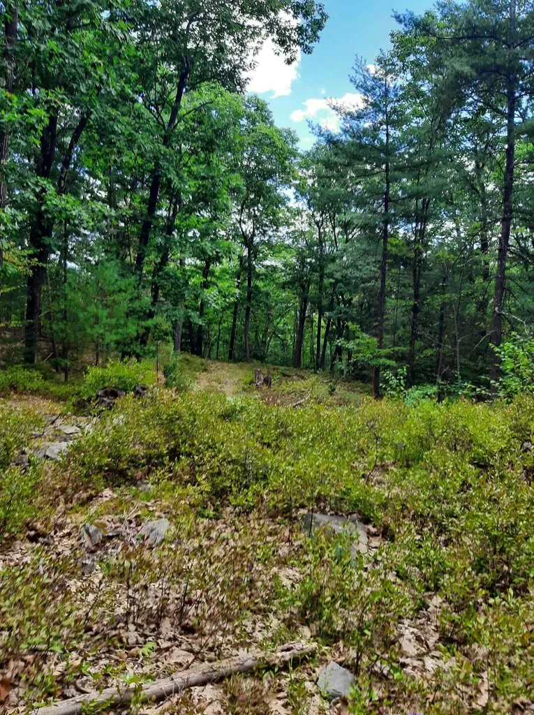319 River S Road Putney VT 05346