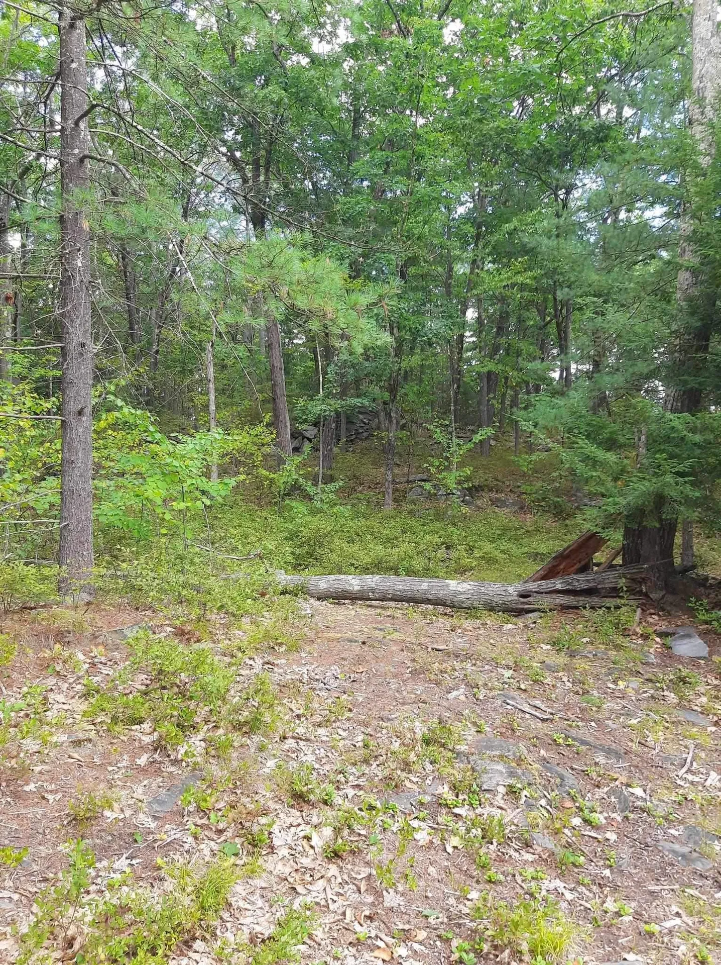 319 River S Road Putney VT 05346