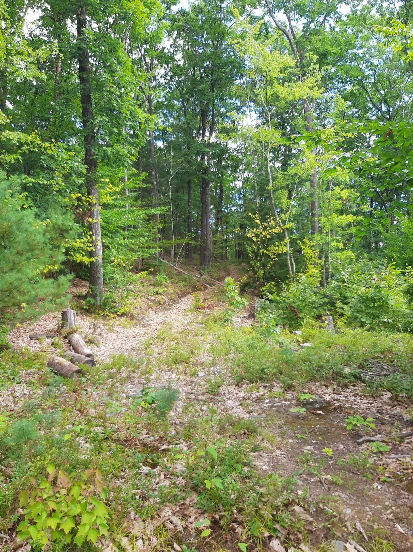 319 River S Road Putney VT 05346