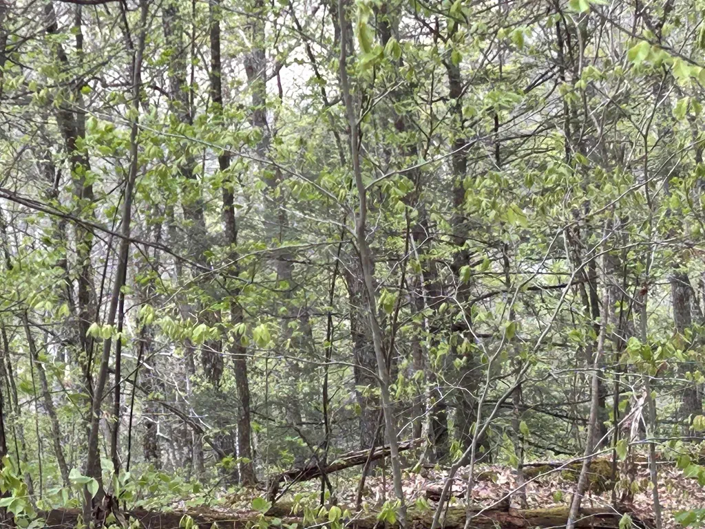 188 Rattlesnake Mountain Road Townshend VT 05353