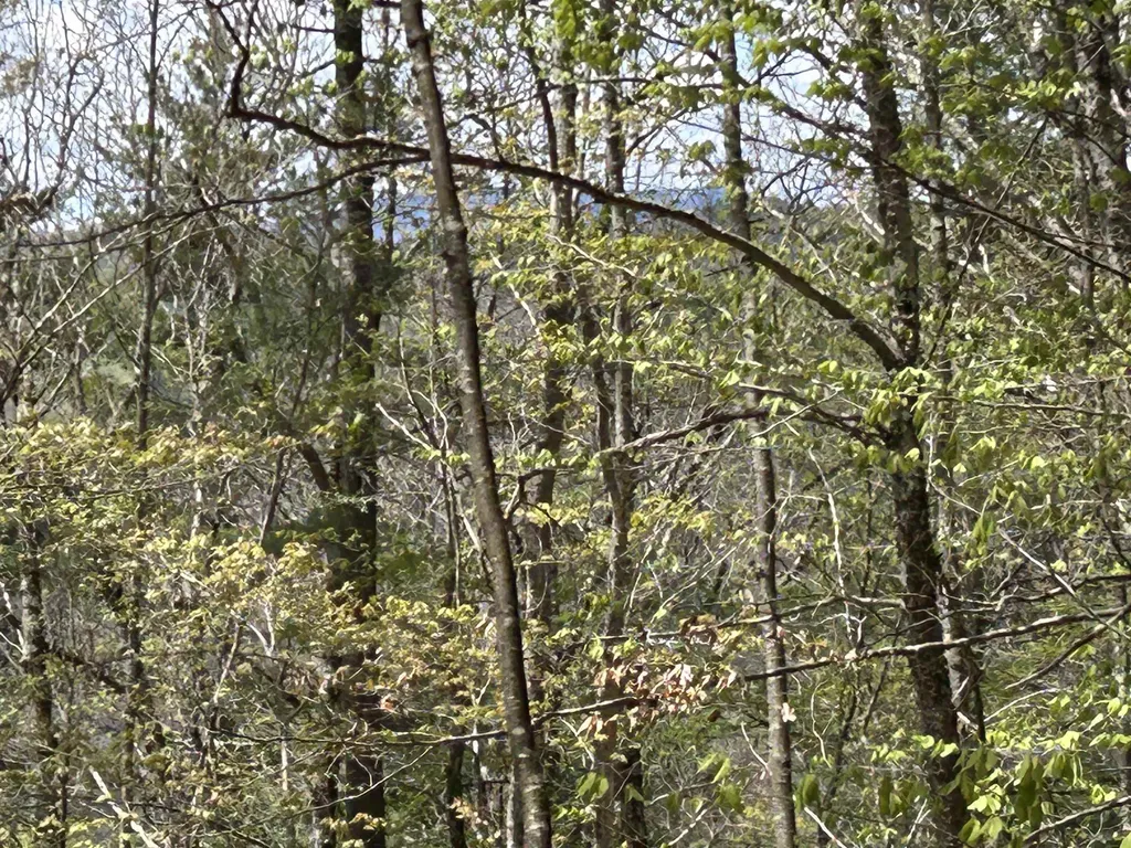 188 Rattlesnake Mountain Road Townshend VT 05353