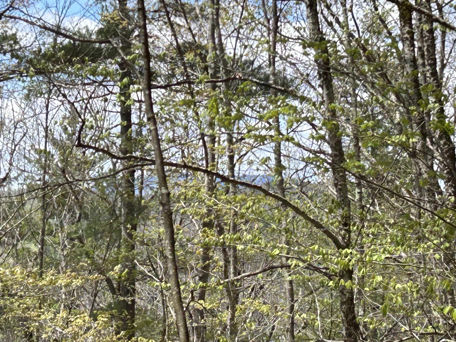 188 Rattlesnake Mountain Road Townshend VT 05353