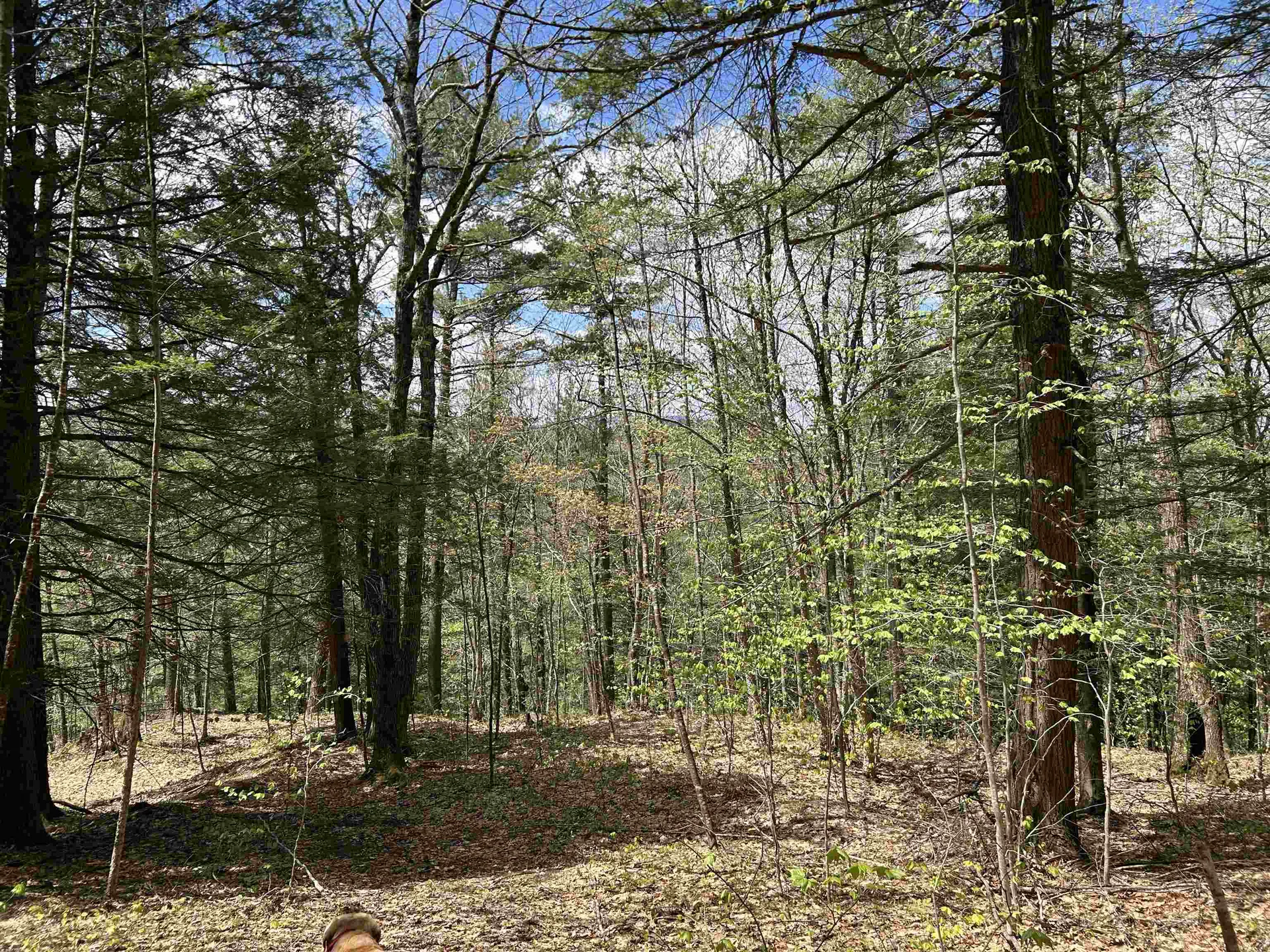 188 Rattlesnake Mountain Road Townshend VT 05353