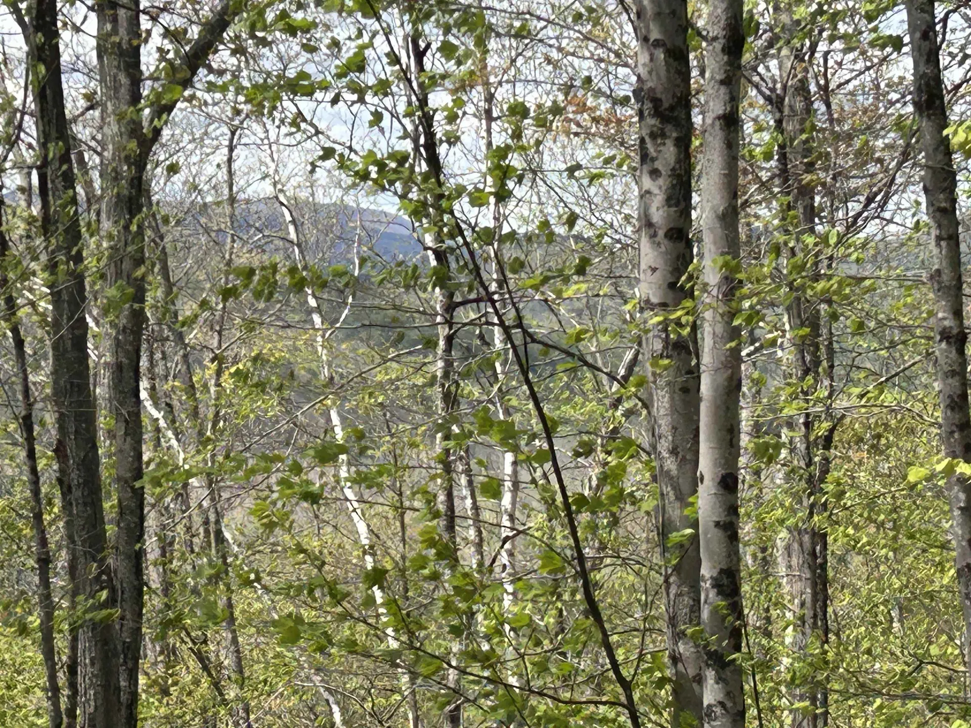 188 Rattlesnake Mountain Road Townshend VT 05353