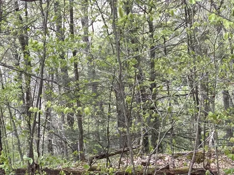 188 Rattlesnake Mountain Road Townshend VT 05353