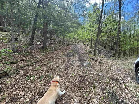 188 Rattlesnake Mountain Road Townshend VT 05353