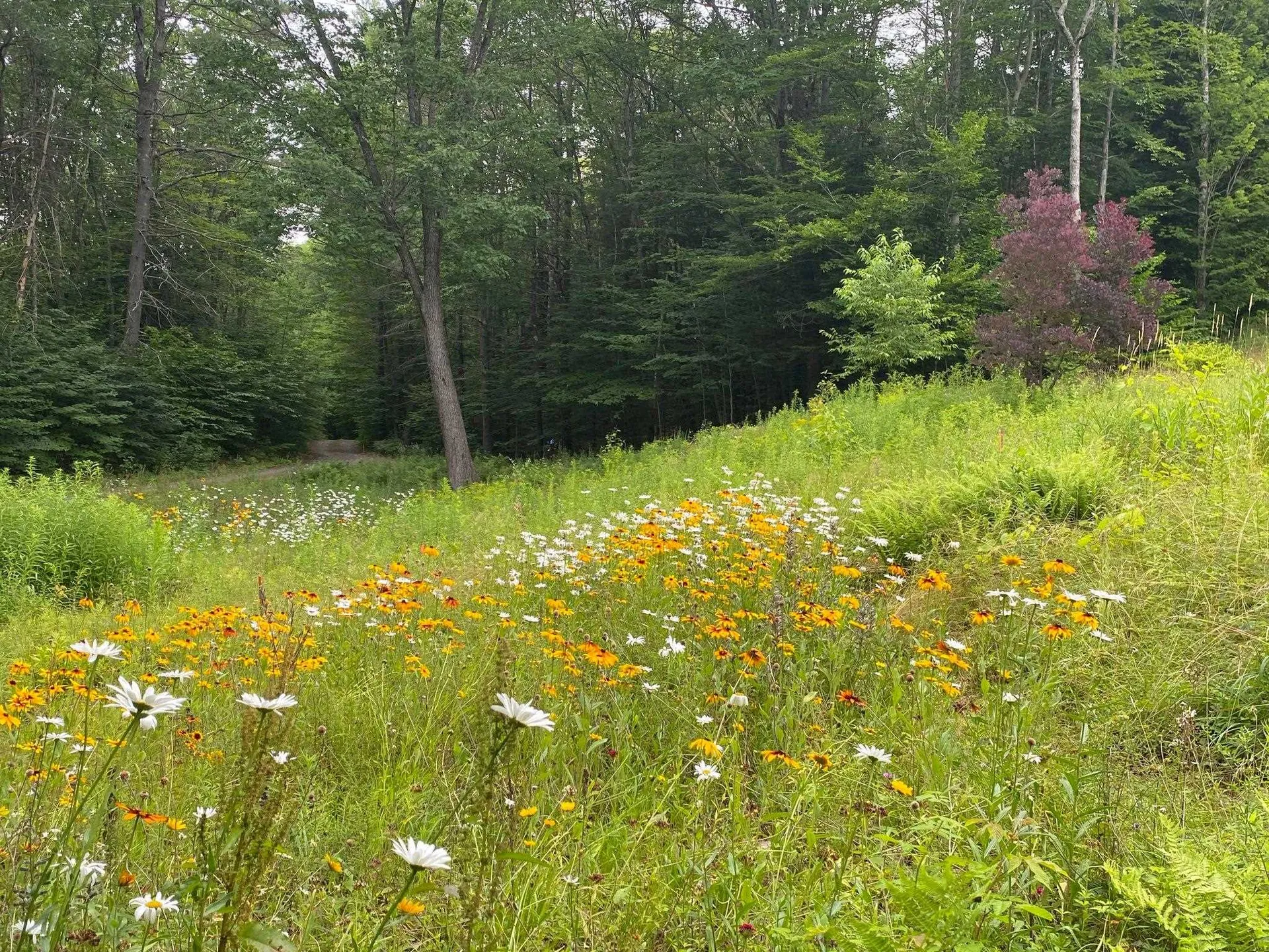 167 Peck Lane Westminster VT 05158