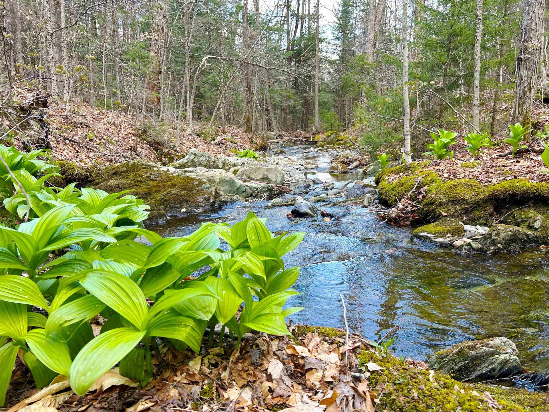 1164 Hallstrom Road Northfield VT 05663