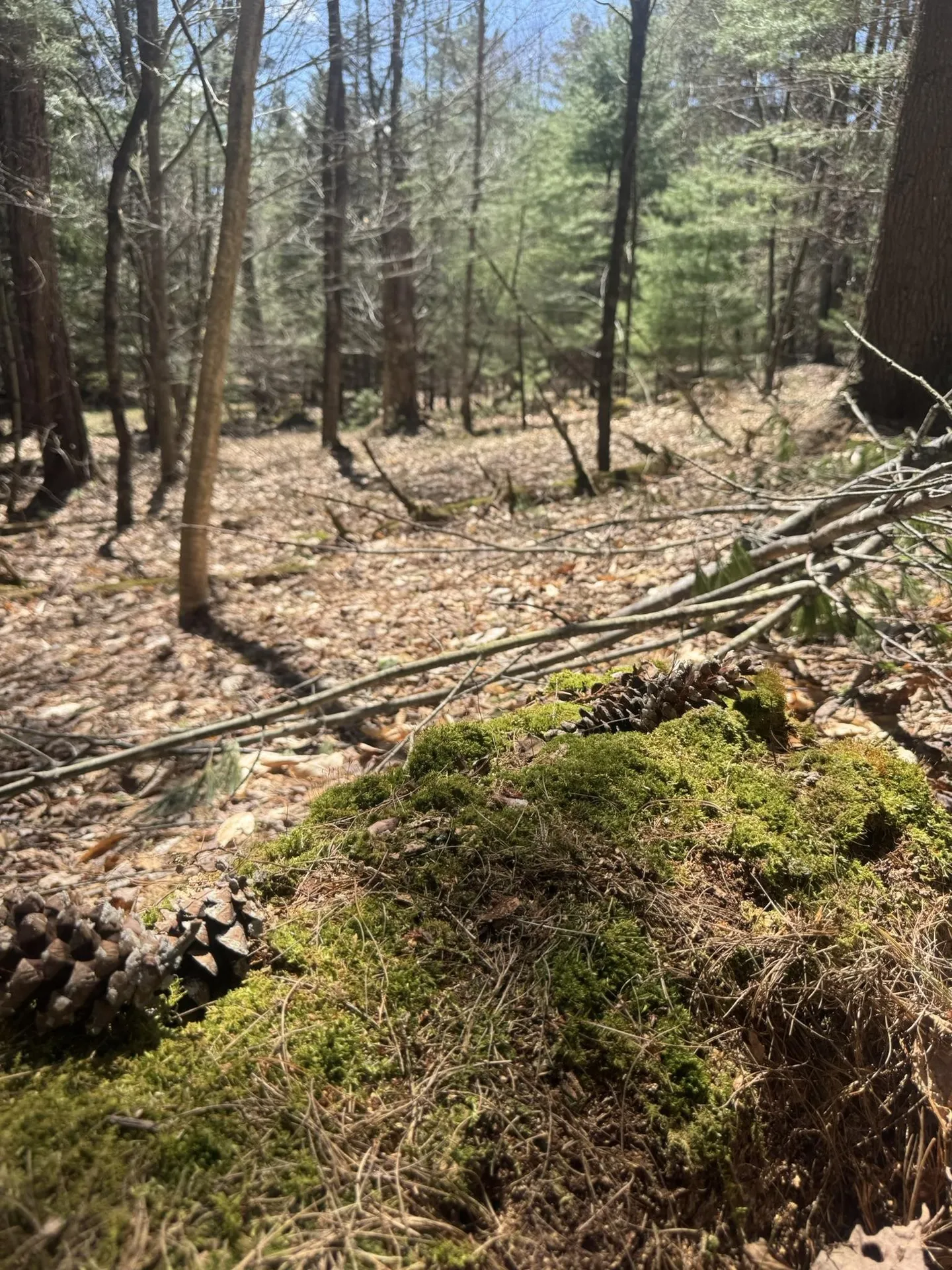 Lot 4 Haley Drive Hyde Park VT 05655
