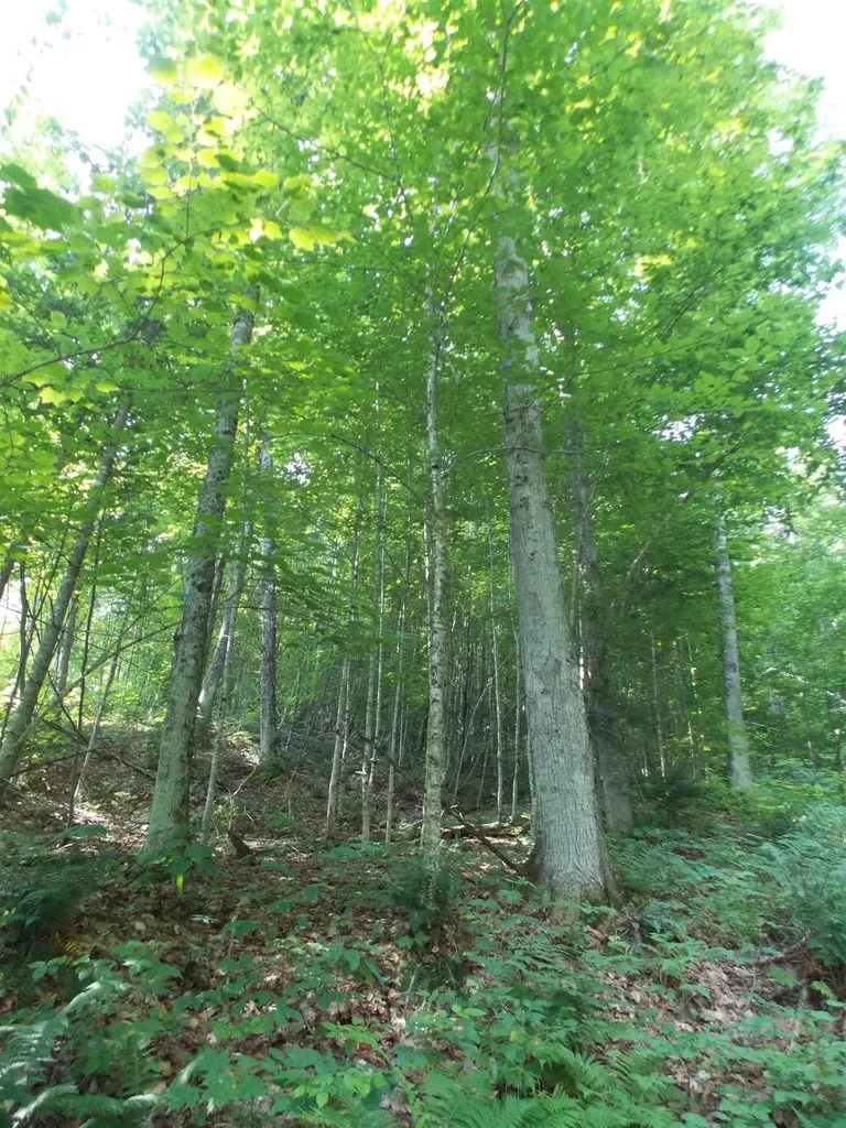 939 U.s. Route 5 Sutton VT 05867