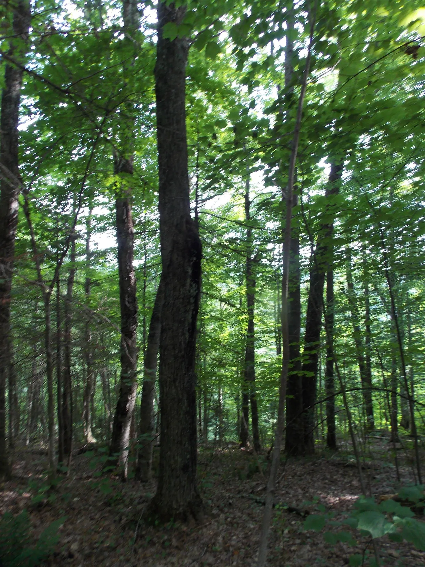 939 U.s. Route 5 Sutton VT 05867