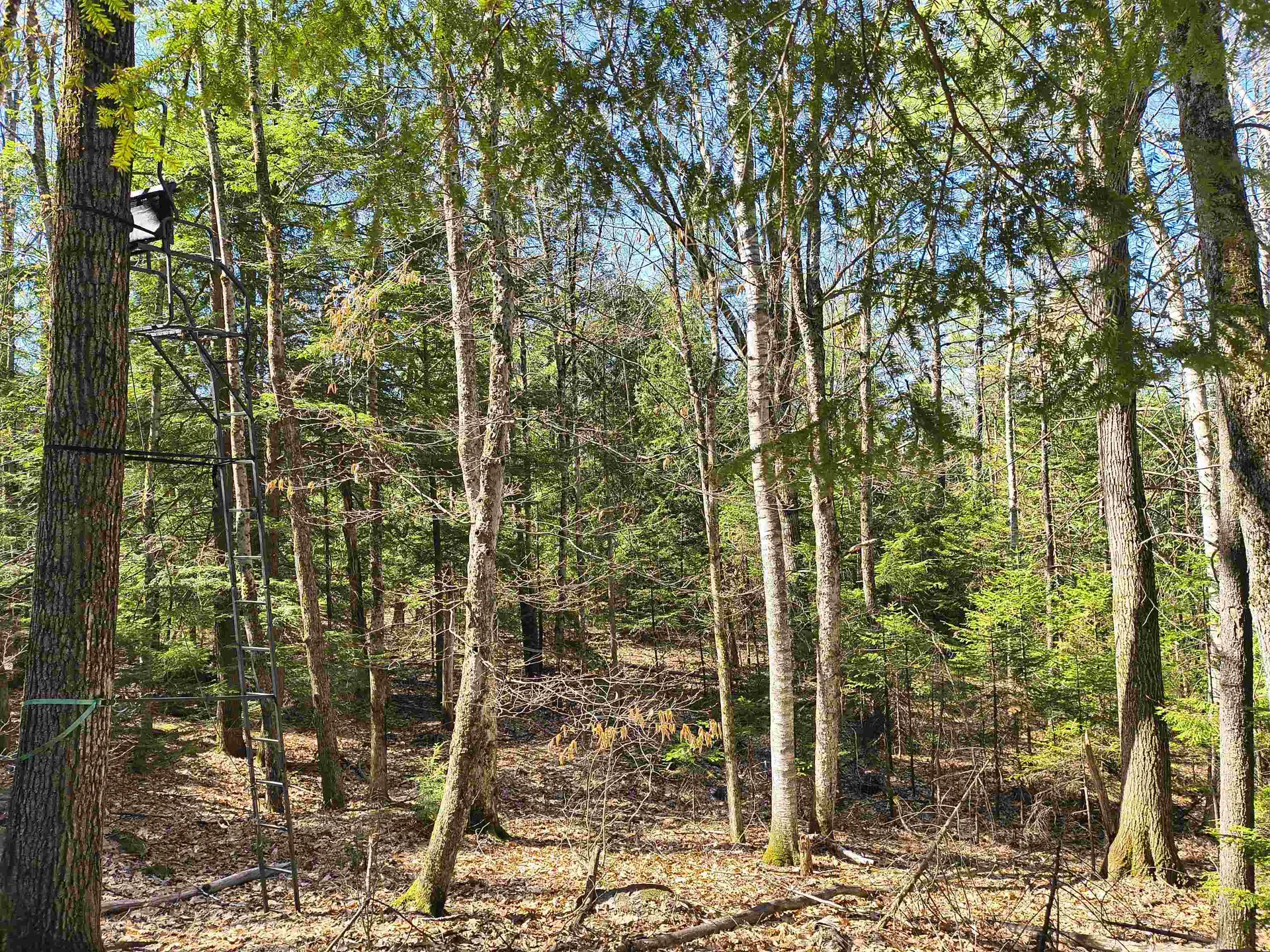 0 Littlefield Road Danbury NH 03230