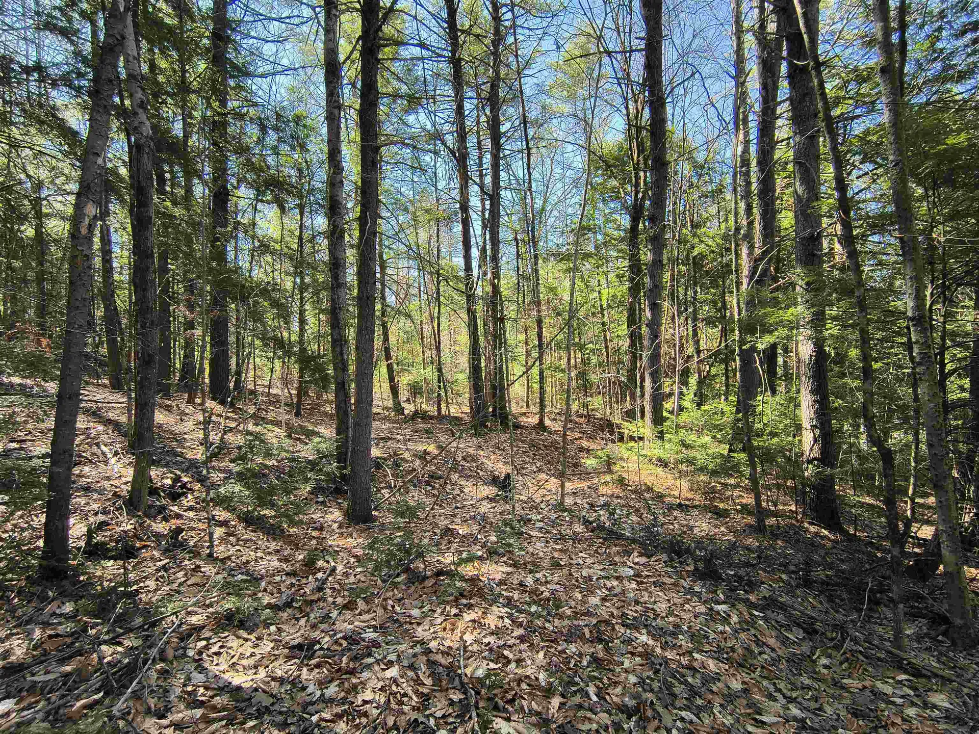 0 Littlefield Road Danbury NH 03230