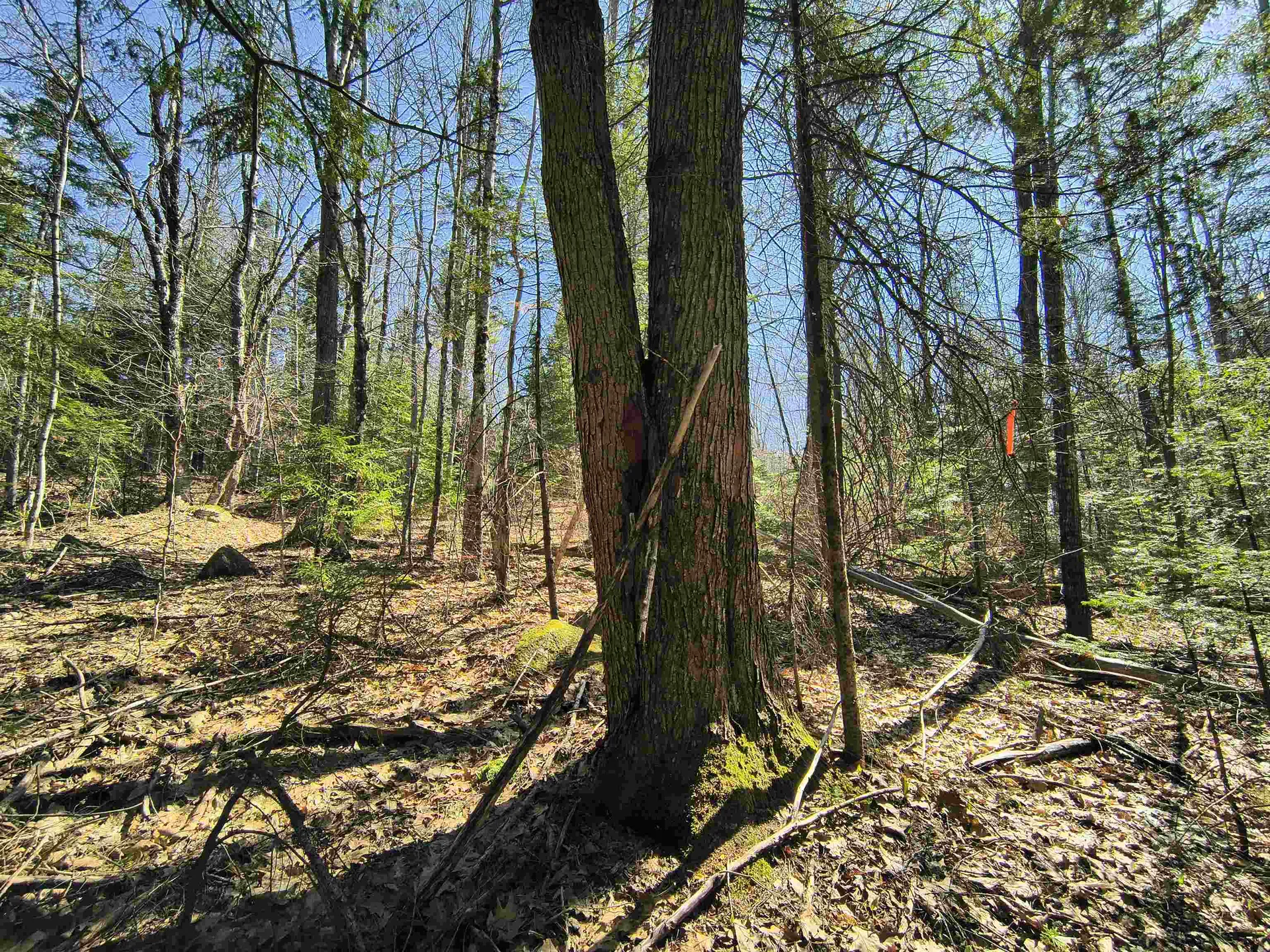 0 Littlefield Road Danbury NH 03230