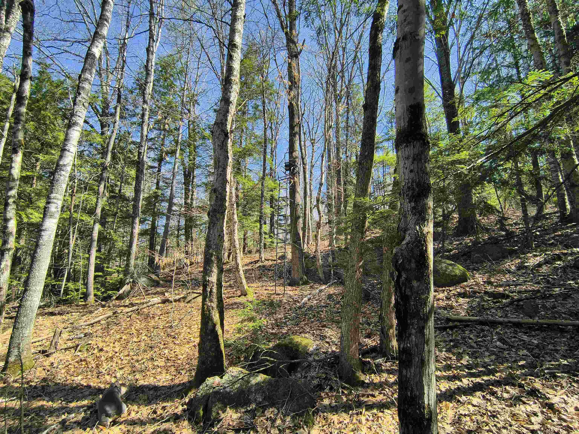 0 Littlefield Road Danbury NH 03230