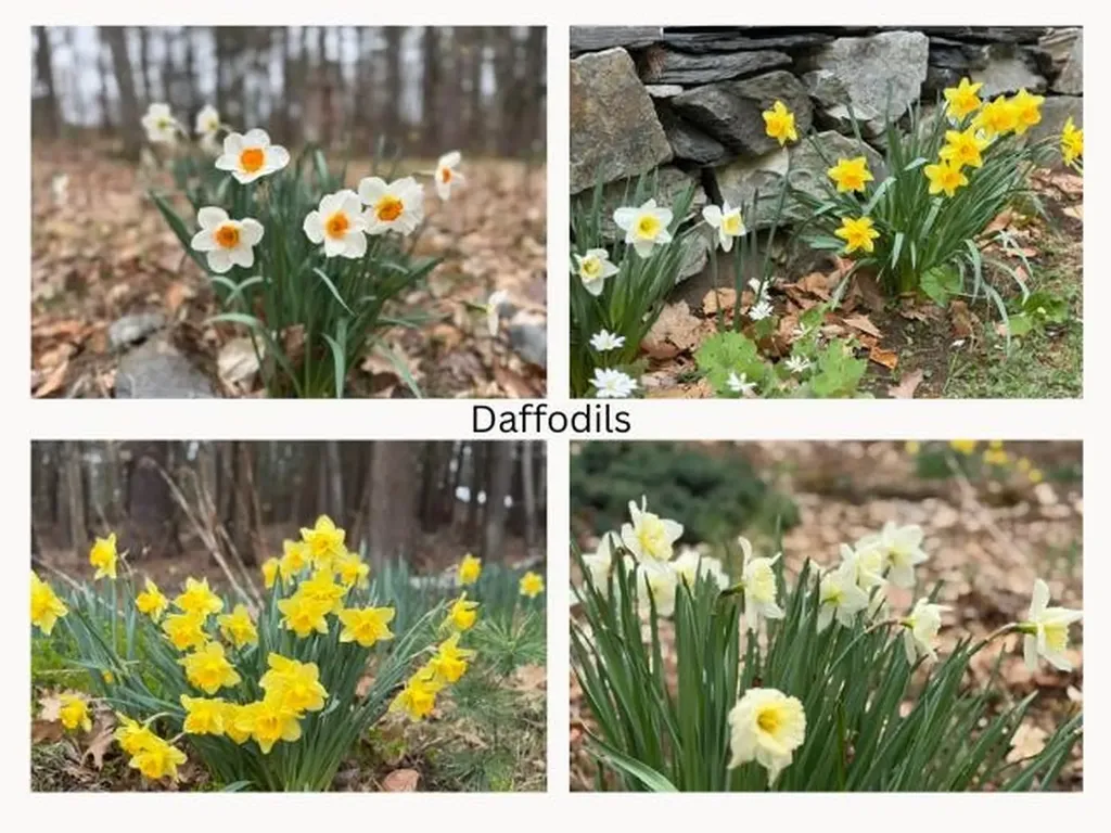 408 Old Guilford Road Brattleboro VT 05301
