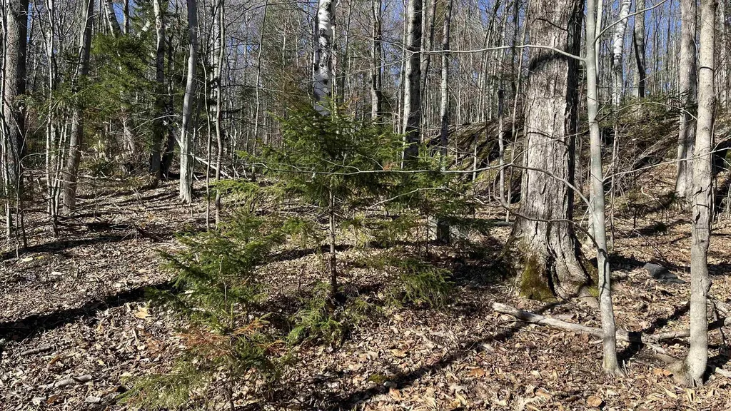 Dix Hill Road Plymouth VT 05056