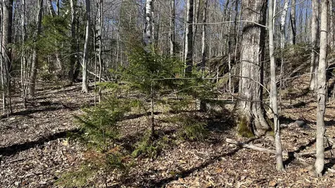 Dix Hill Road Plymouth VT 05056
