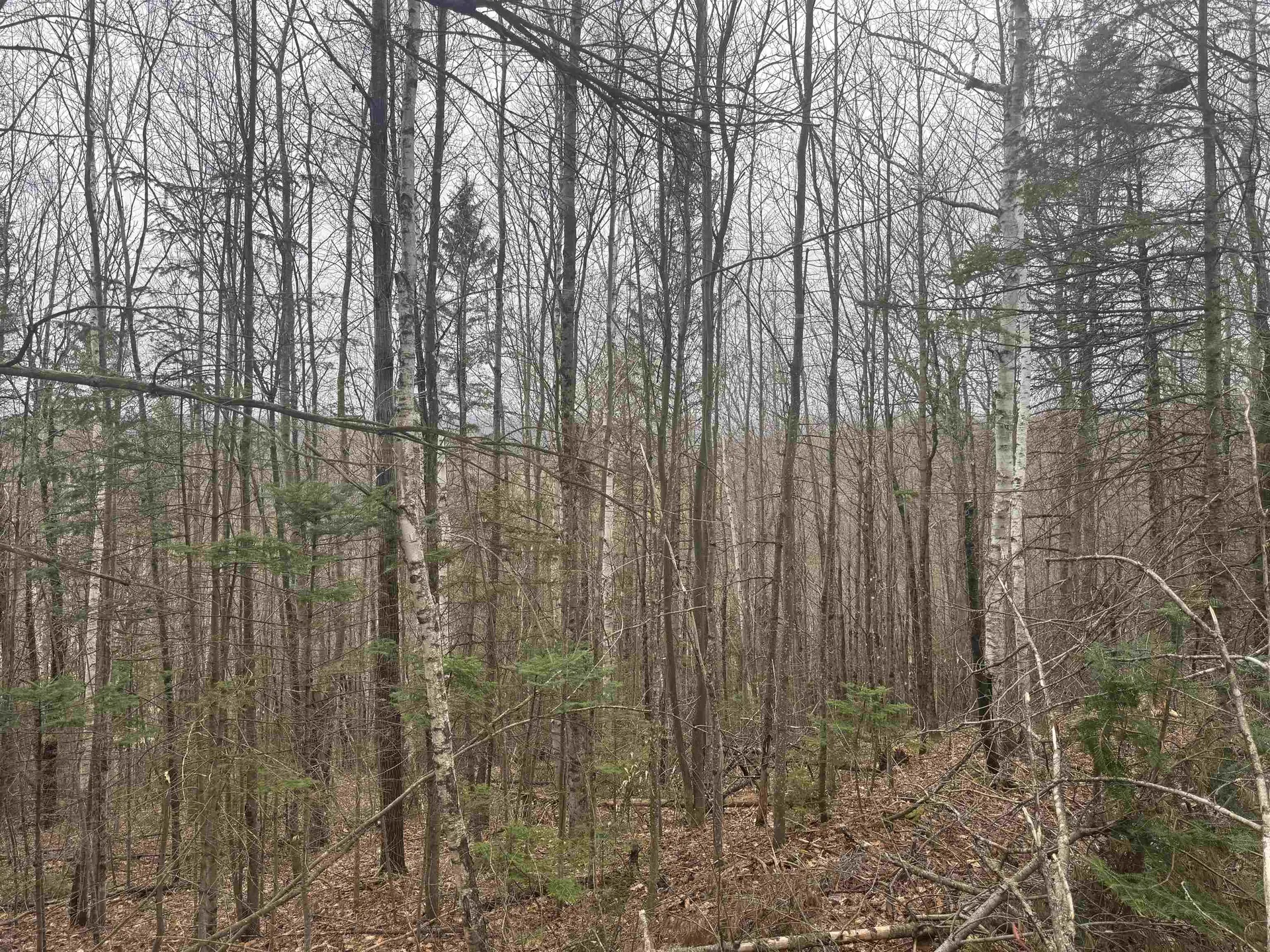 231 John Rock Road Wheelock VT 05851
