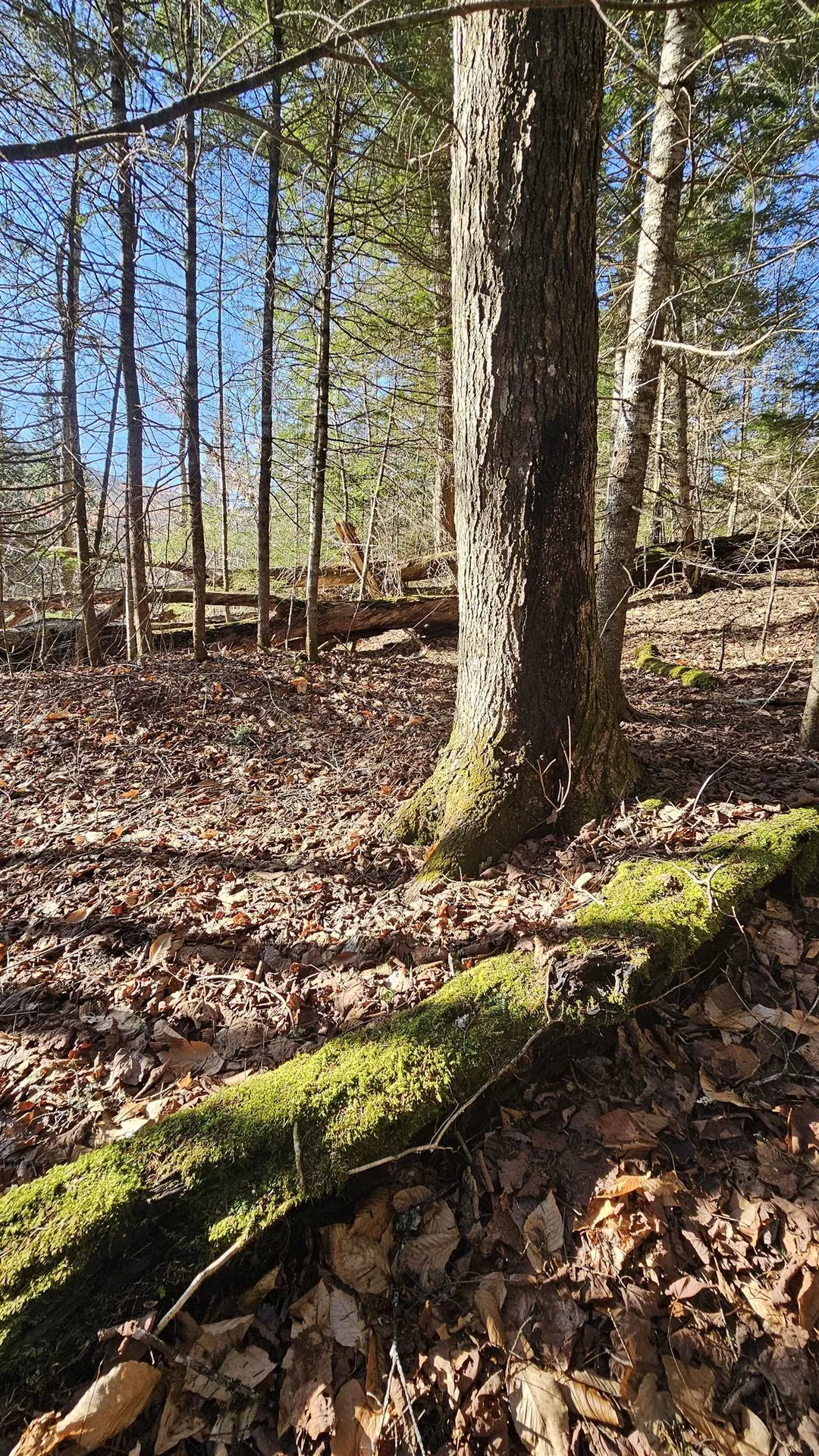 512 Woodbury Mountain Road Calais VT 05648