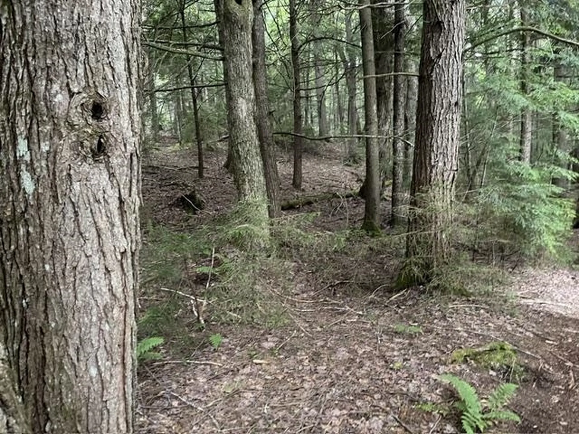 192 Pingree Park Lane Londonderry VT 05148