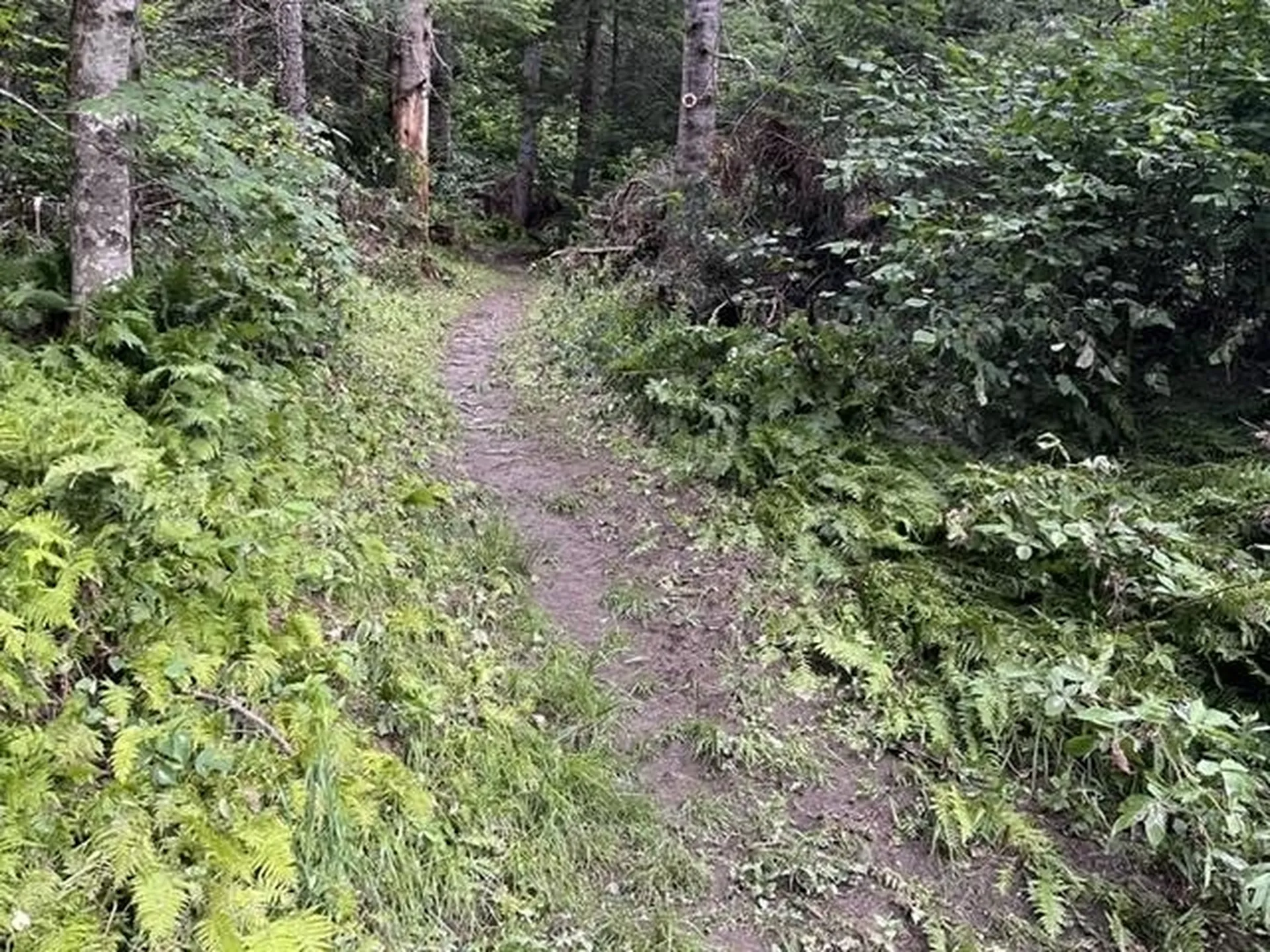 191 Pingree Park Lane Londonderry VT 05148